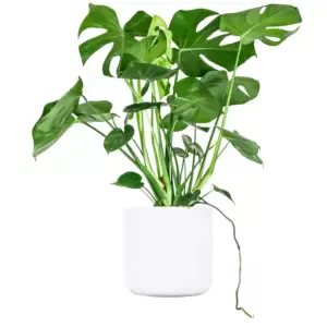 Complex Clipping Path Services After 2